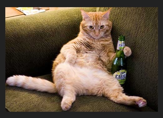 cat enjoying a beer